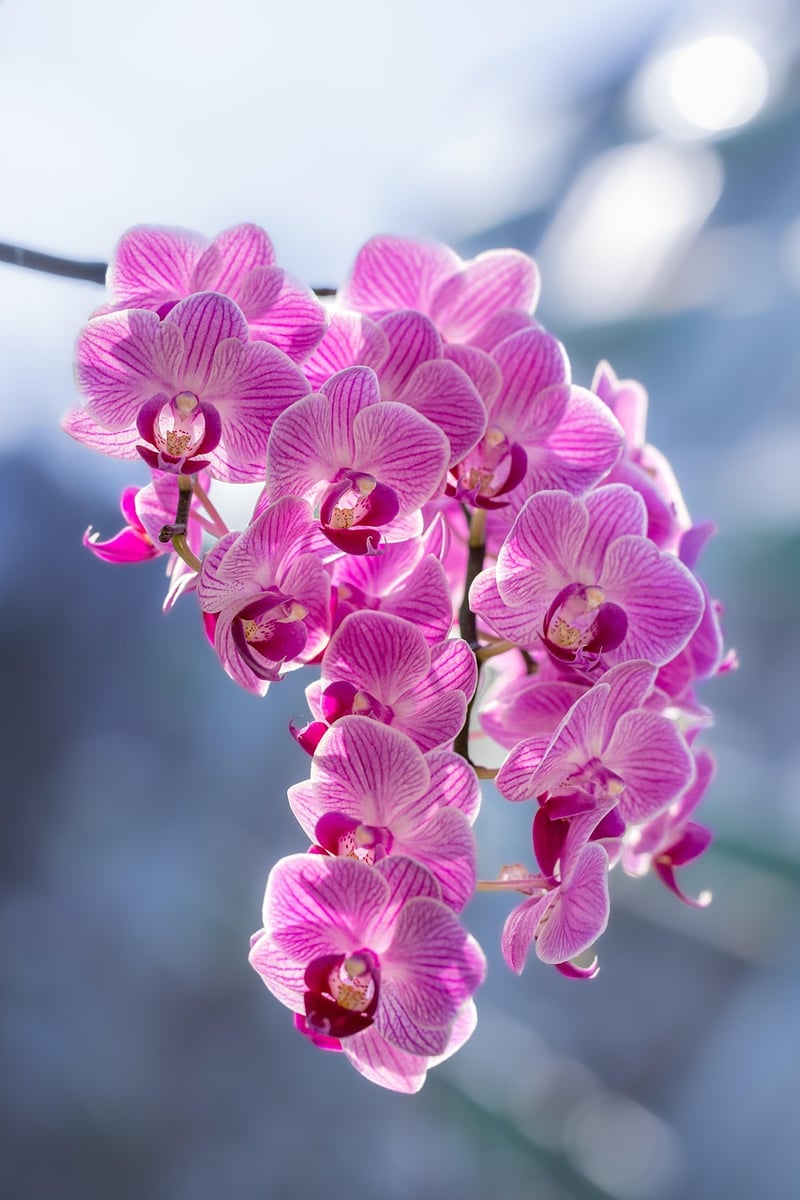 Exotic Floral Beauty