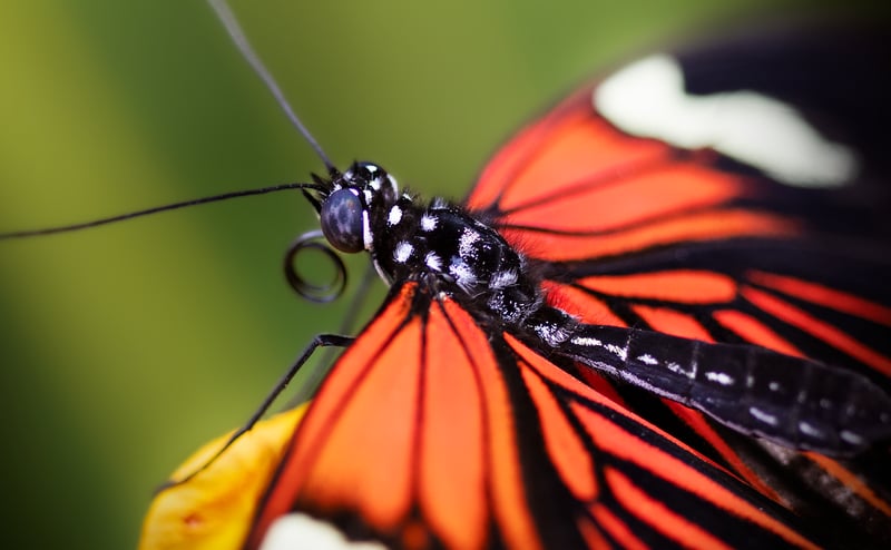 Pollinator Sanctuaries