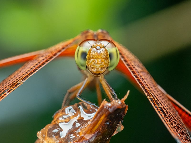 Dragonfly in a garden