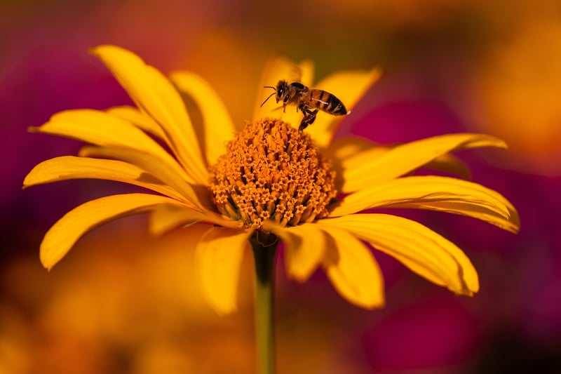 Echinacea