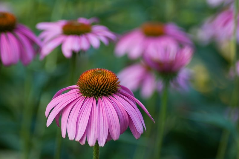 Echinacea Elixir
