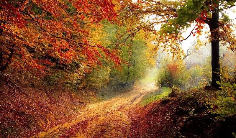 Enchanting Forest