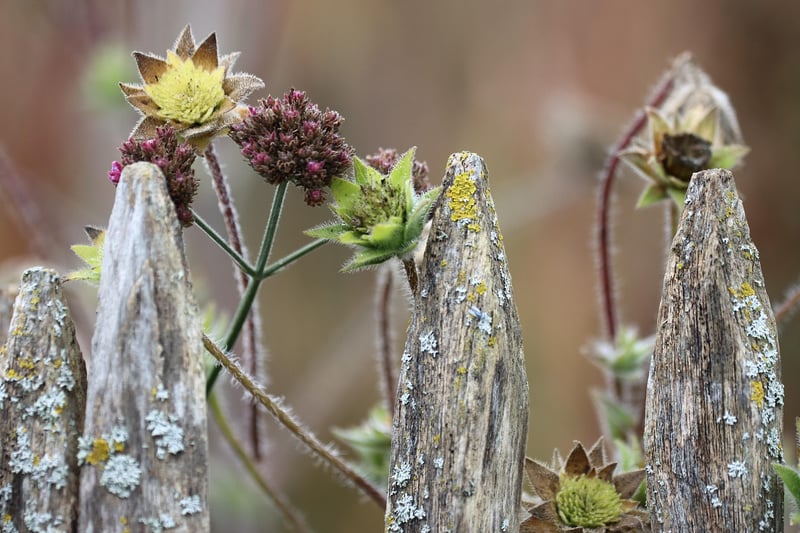 Garden Plants