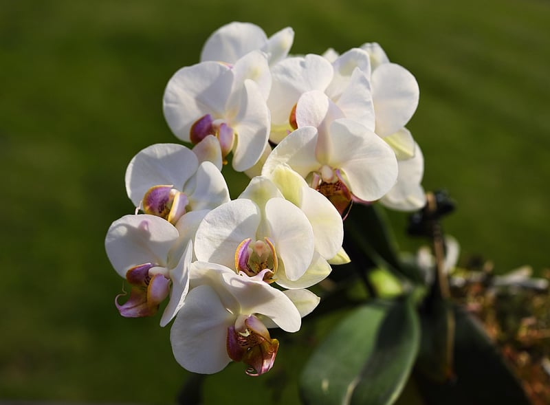 Moth Orchid