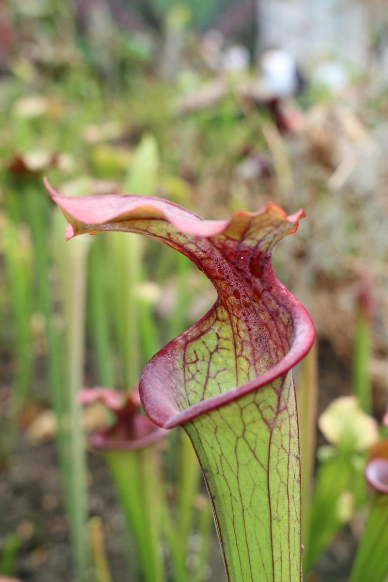 Nepenthes Pitcher Plant